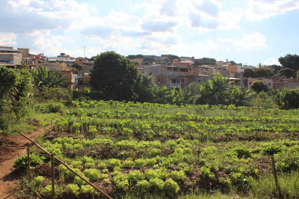 A agricultura urbana em São Paulo e Belo Horizonte: Uma proposta