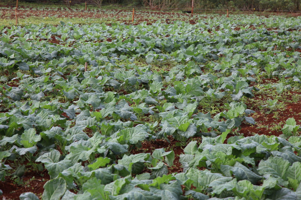 Produção de alimentos no Quilombo Apepu, que fortalece a resistência e a permanência no território. Foto: Ana Paula Soukef
